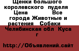 Щенки большого (королевского) пуделя › Цена ­ 25 000 - Все города Животные и растения » Собаки   . Челябинская обл.,Куса г.